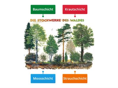 Die Stockwerke des Waldes