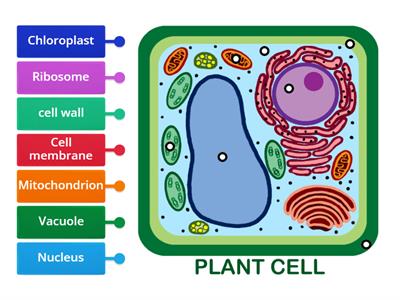 Parts of a plant cell (National 5)