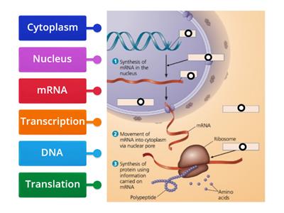 Central dogma of genetic information 