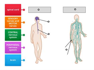 y5 sc-u2- Parts of the nervous system