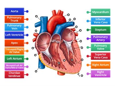 Heart Anatomy - Frontal