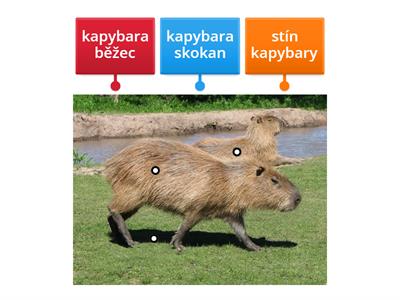 kapybara test 2
