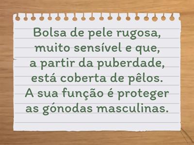 Morfologia e Fisiologia do sistema reprodutor masculino