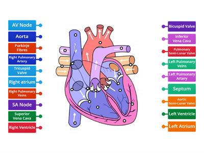 Heart and Nodes Diagram
