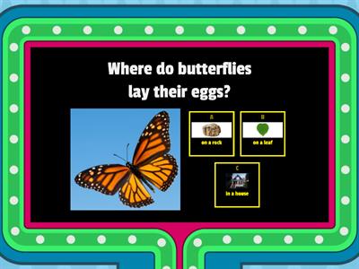 Butterfly Life Cycle Quiz