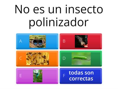 los insectos 