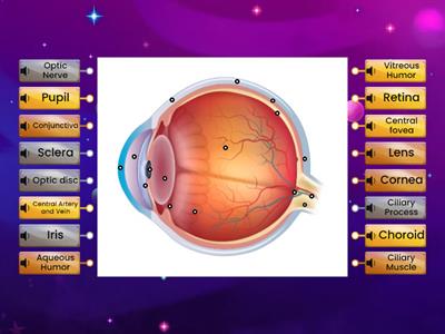 Medical Assisting: Sensory System (Eye Labeling)