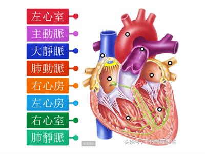 心臟及血管(挑戰級)