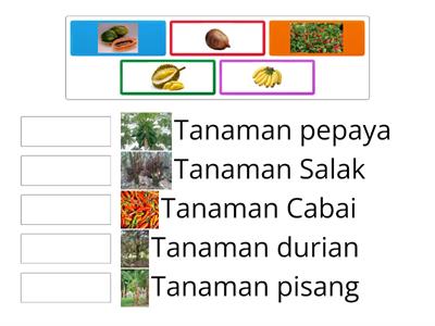 Memasangkan tanaman dan buah yang  dihasilkan