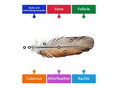 Feather anatomy