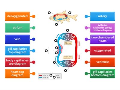 Fish circulation