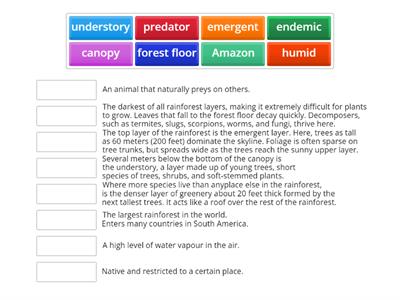 Rainforest vocabulary