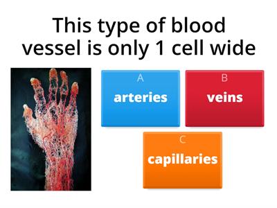 Blood Vessels and Your Blood