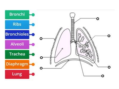 Structures in the Respiratory System Label Diagram