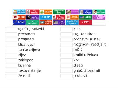 The Digestive System CLIL (Biology) Vocabulary RO2 