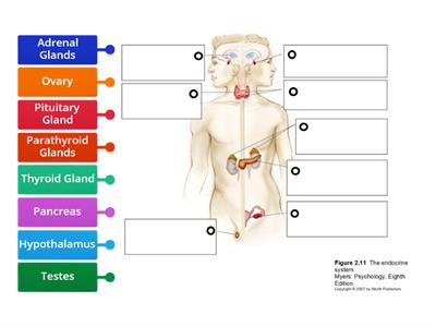 Endocrine System