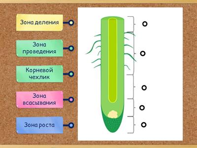 Строение корня