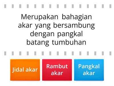 BIOLOGI: STRUKTUR LUAR AKAR & FUNGSINYA