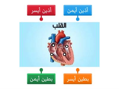 تركيب القلب