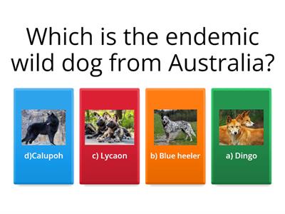 How much do you know about Australian animals?