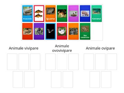 Ciclul de viață al vertebratelor