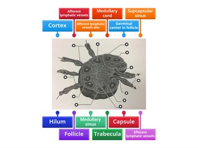 Lymph node structure