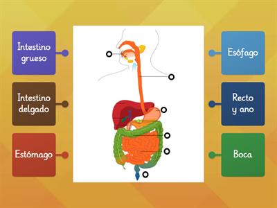 órganos del sistema digestivo