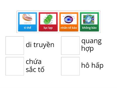 Nối hình ảnh phù hợp