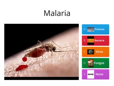 Human disease causative microorganism 