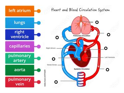 Heart and Blood Circulation Diagram