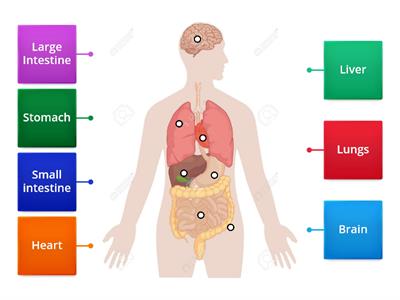 Human system organs