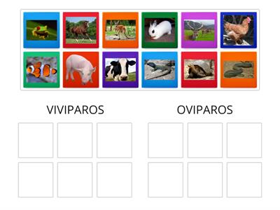 animales viviparos y oviparos 