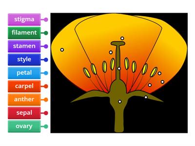 Flower Structure