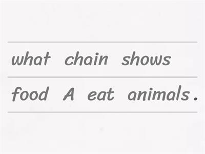 What is a food chain?