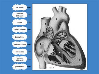 A szív részei 