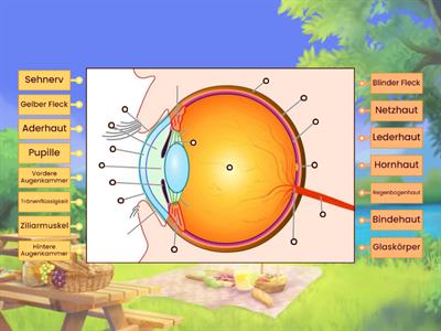 Biologie Auge MEc01