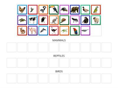 ANIMAL CLASSES (Mammals, reptiles and birds)