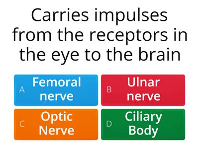 The Nervous System Quiz