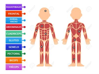 MÚSCULOS DEL CUERPO HUMANO