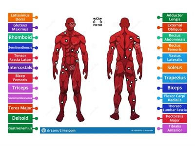 Muscular System- Anatomy and Physiology