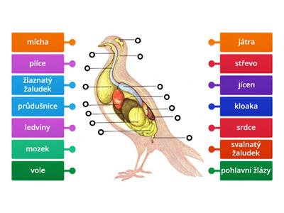 Ptáci - tělní soustavy
