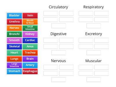 Body Organs