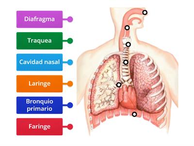 Sistema Respiratorio 