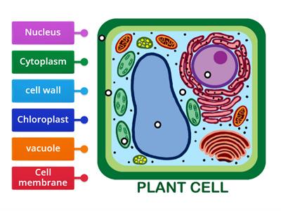 label the plant cell