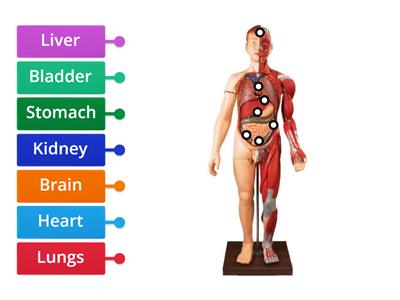 Locate organs on body