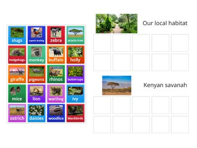 Which plants and animals live in our local habitat?