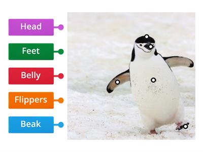 Penguin Diagram