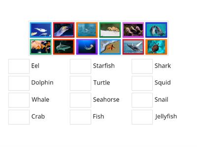 Sea animals