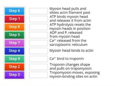 7b Muscle Contraction (Edexcel IAL Biology)