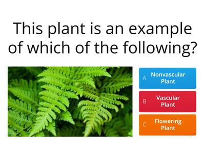 Vascular and Nonvascular Plants